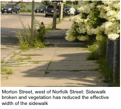 Morton Street, west of Norfolk Street: Sidewalk broken and vegetation has reduced the effective width of the sidewalk 